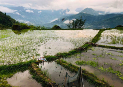 rizières-vietnam